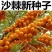 水果药材种子沙棘种子带刺植物沙枣醋柳黄酸刺酸刺沙棘树种籽