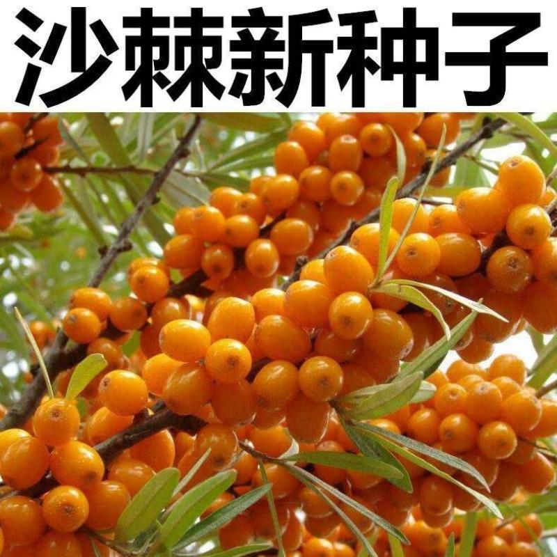 水果药材种子沙棘种子带刺植物沙枣醋柳黄酸刺酸刺沙棘树种籽