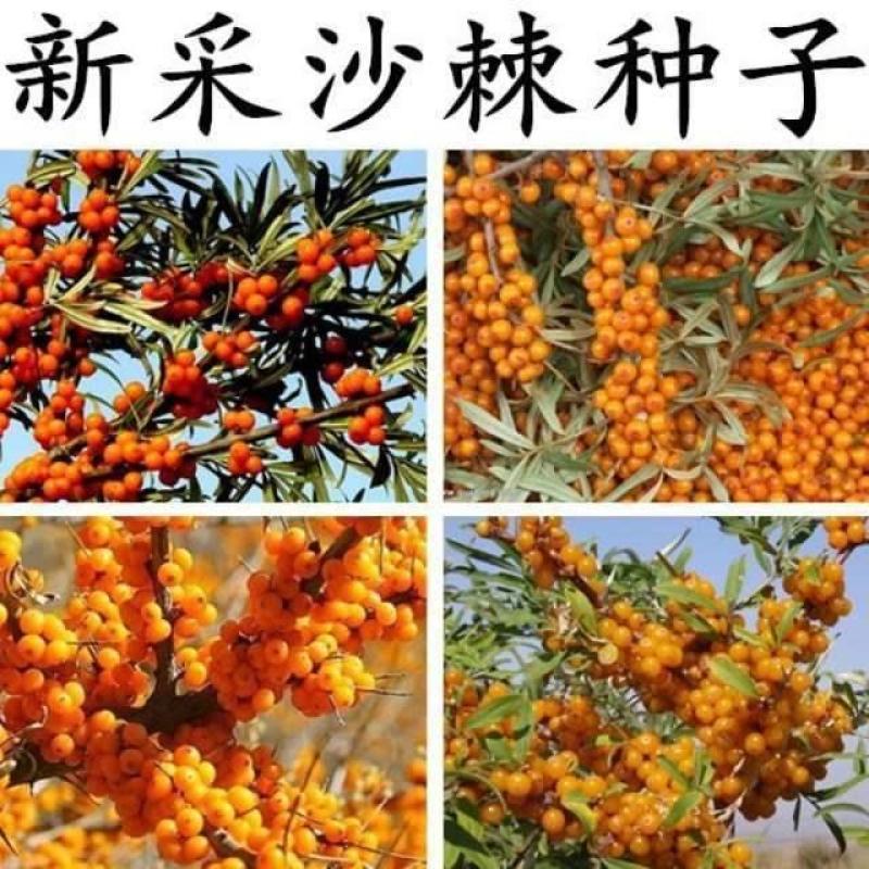 水果药材种子沙棘种子带刺植物沙枣醋柳黄酸刺酸刺沙棘树种籽