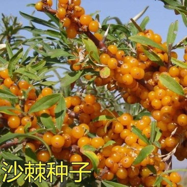 水果药材种子沙棘种子带刺植物沙枣醋柳黄酸刺酸刺沙棘树种籽