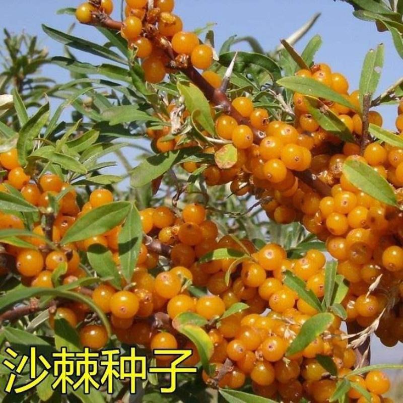 水果药材种子沙棘种子带刺植物沙枣醋柳黄酸刺酸刺沙棘树种籽