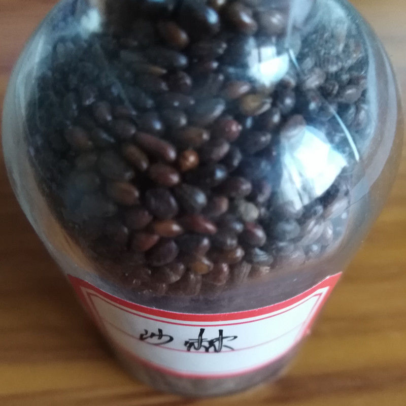 水果药材种子沙棘种子带刺植物沙枣醋柳黄酸刺酸刺沙棘树种籽