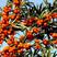 水果药材种子沙棘种子带刺植物沙枣醋柳黄酸刺酸刺沙棘树种籽