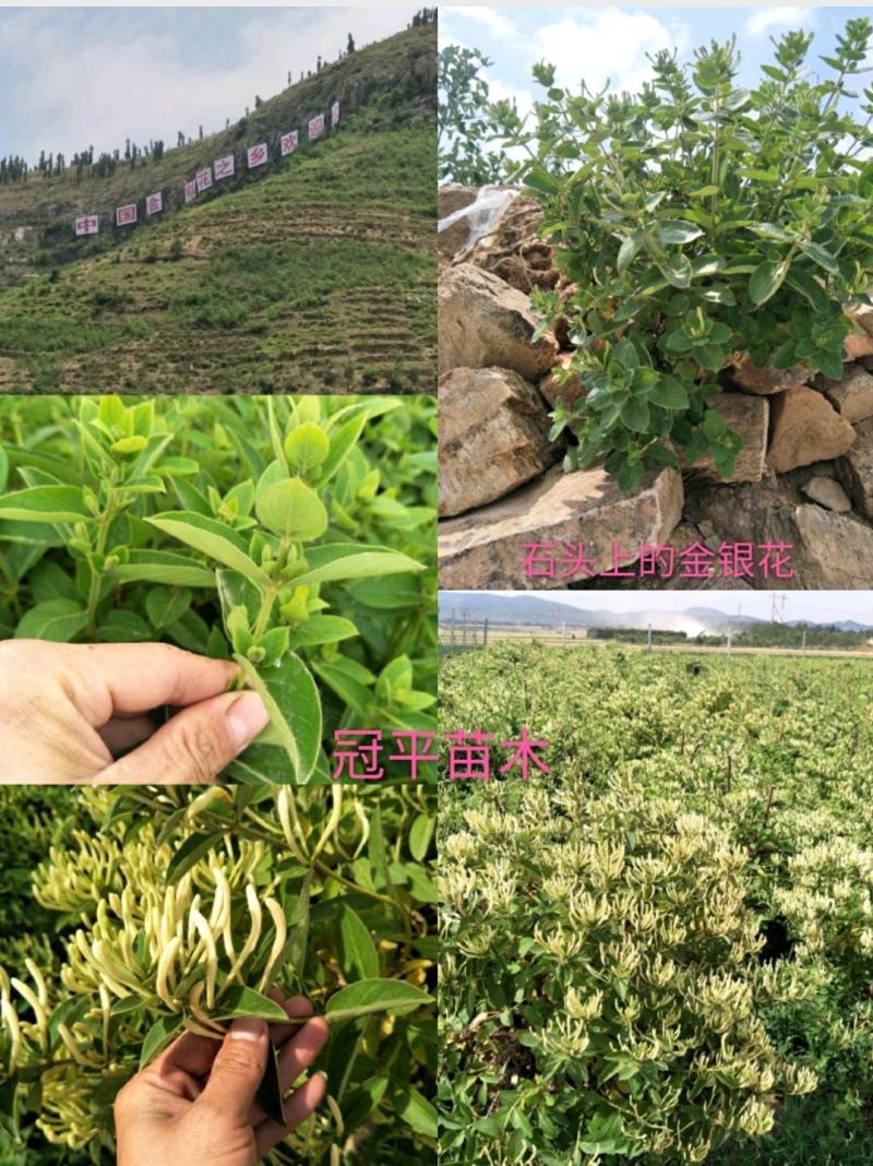 不开花金银花北花一号品种全包技术产量高包回收正常发货