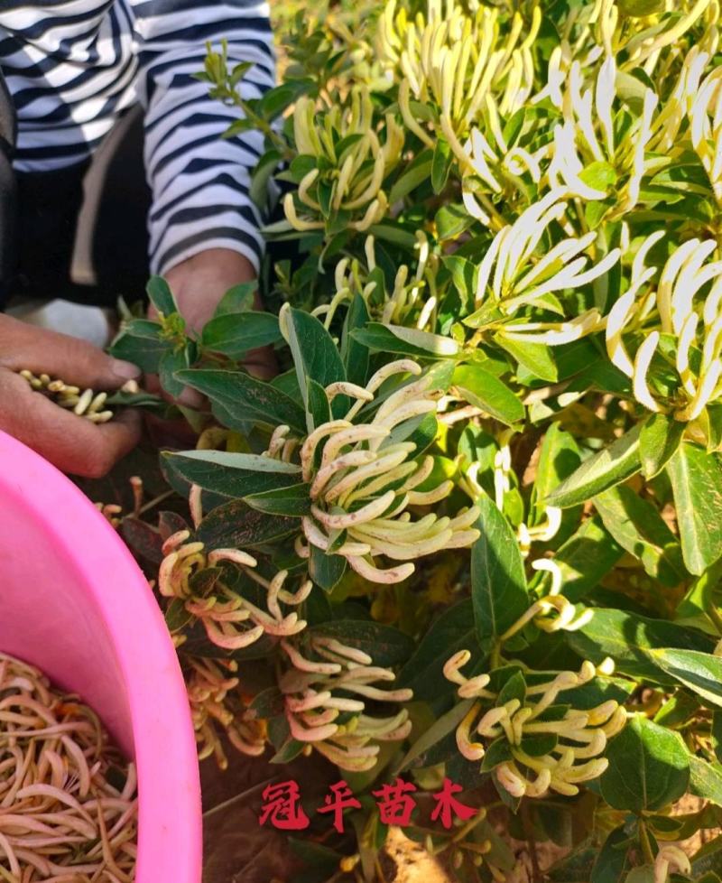 不开花金银花北花一号品种全包技术产量高包回收正常发货