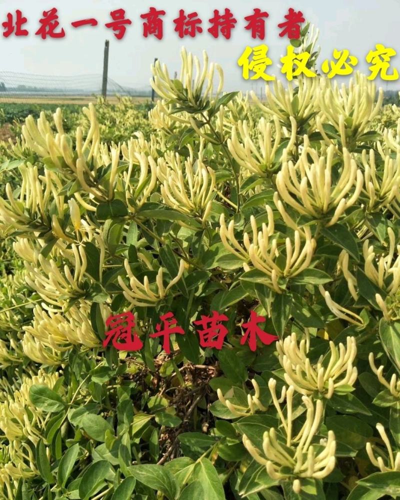 不开花金银花北花一号品种全包技术产量高包回收正常发货