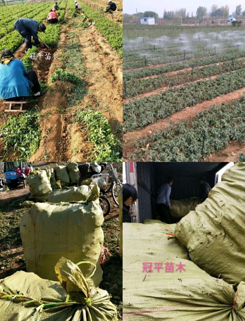 不开花金银花北花一号品种全包技术产量高包回收正常发货