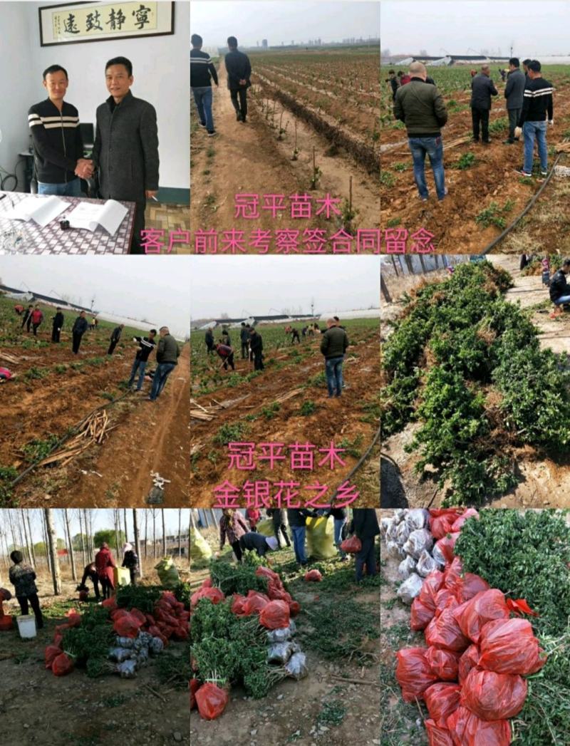 不开花金银花北花一号品种全包技术产量高包回收正常发货