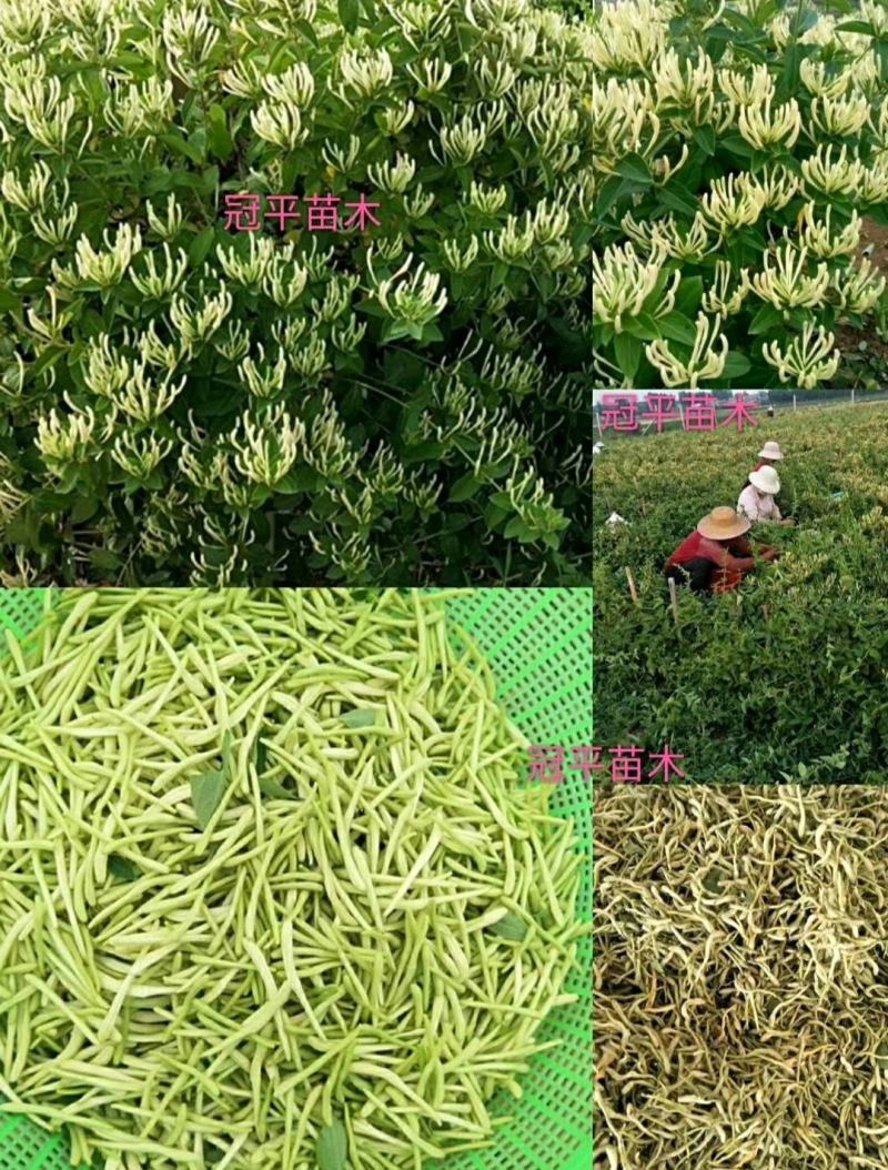 不开花金银花北花一号品种全包技术产量高包回收正常发货