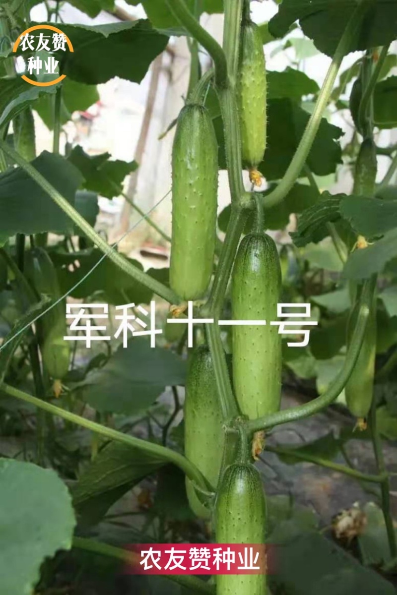 军科十一号春秋冬茬专用杂交一代强雌旱黄瓜水果黄瓜种子