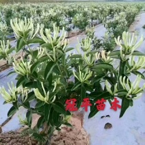 不开花金银花北花一号品种全包技术产量高包回收正常发货