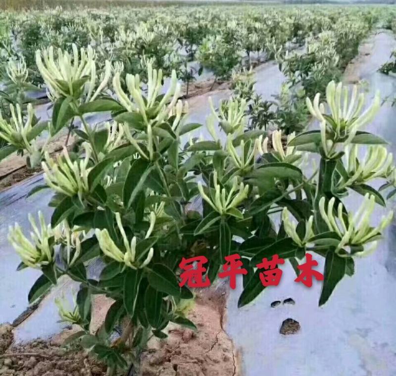 不开花金银花北花一号品种全包技术产量高包回收正常发货