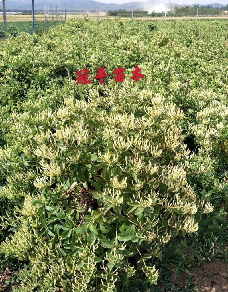 不开花金银花北花一号品种全包技术产量高包回收正常发货