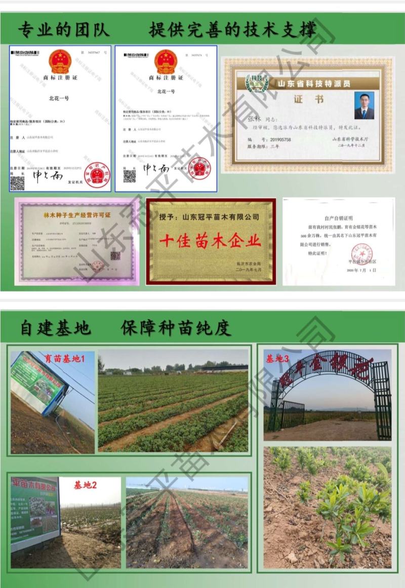 不开花金银花北花一号品种全包技术产量高包回收正常发货