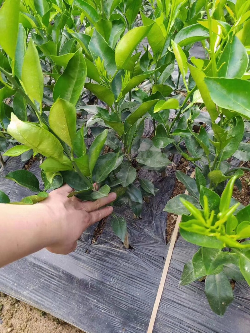 新品种爱媛42号贵妃柑橘苗柑橘类的皇后水果苗