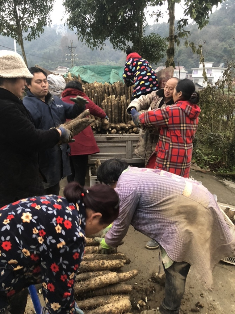 二郎山老山药、绵山药、不黏汤