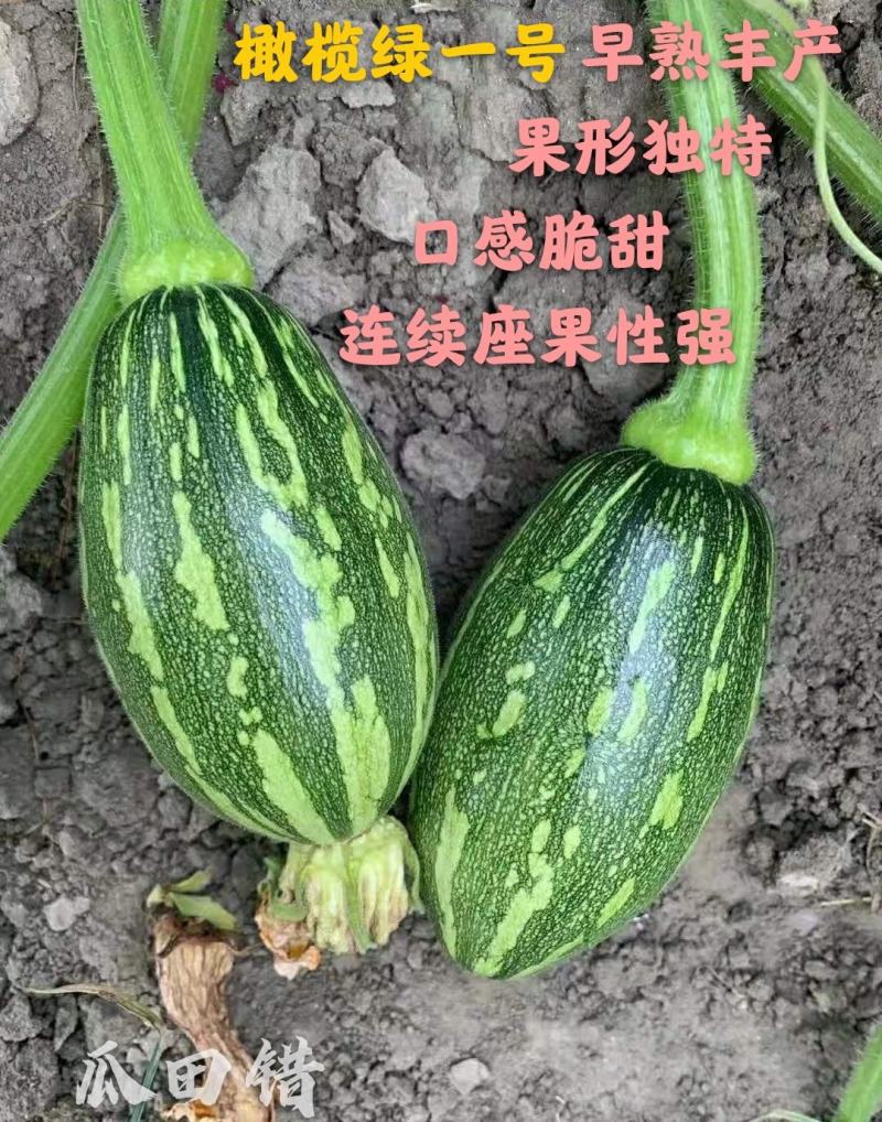 橄榄绿一号有蔓嫩食南瓜品种，果形独特座果性强口感好丰产