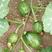 橄榄绿一号有蔓嫩食南瓜品种，果形独特座果性强口感好丰产