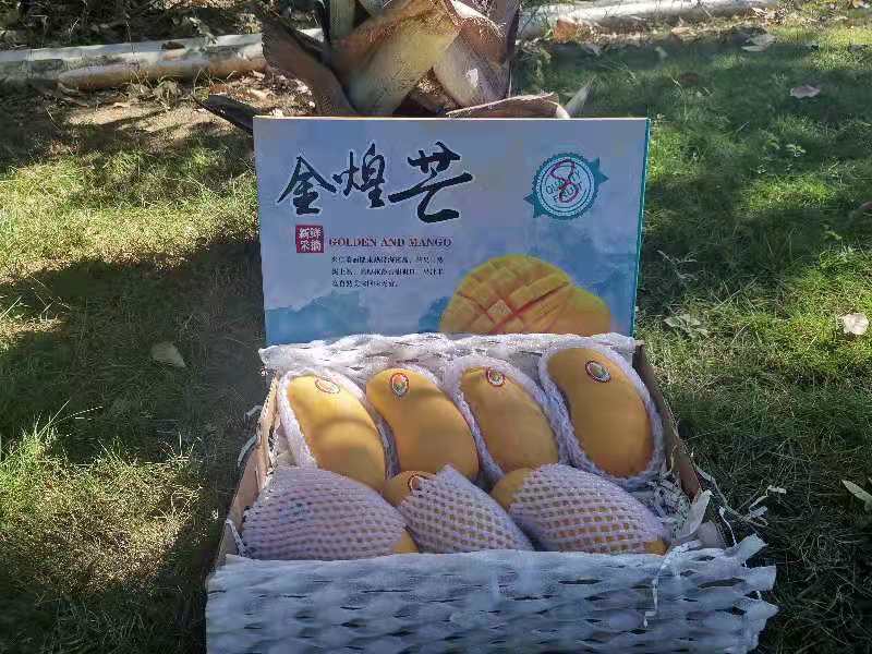 京东包邮-海南树上熟金煌芒，精品金煌芒，净重8斤