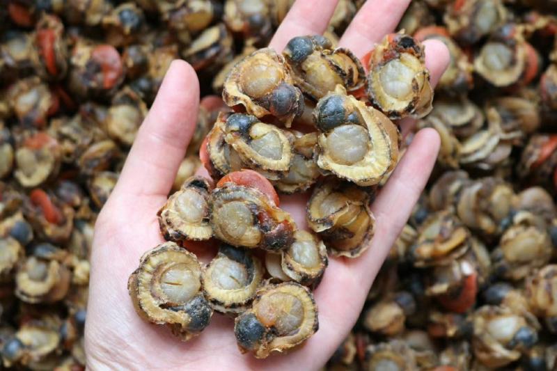 180头全贝干扇贝肉干干贝瑶柱海鲜水产干货批发优惠