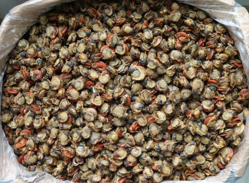 180头全贝干扇贝肉干干贝瑶柱海鲜水产干货批发优惠