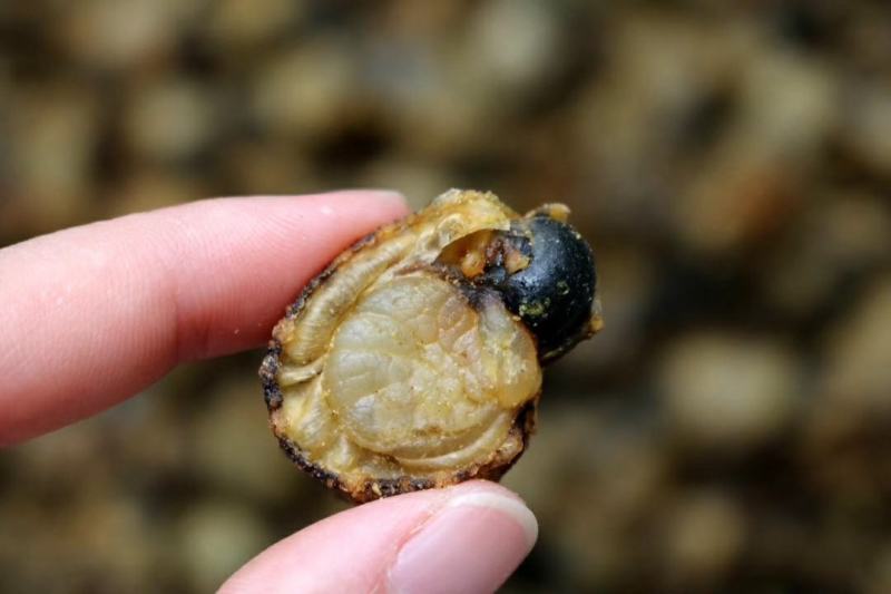 120头全贝最大号全贝扇贝肉干新鲜干度好量大优惠