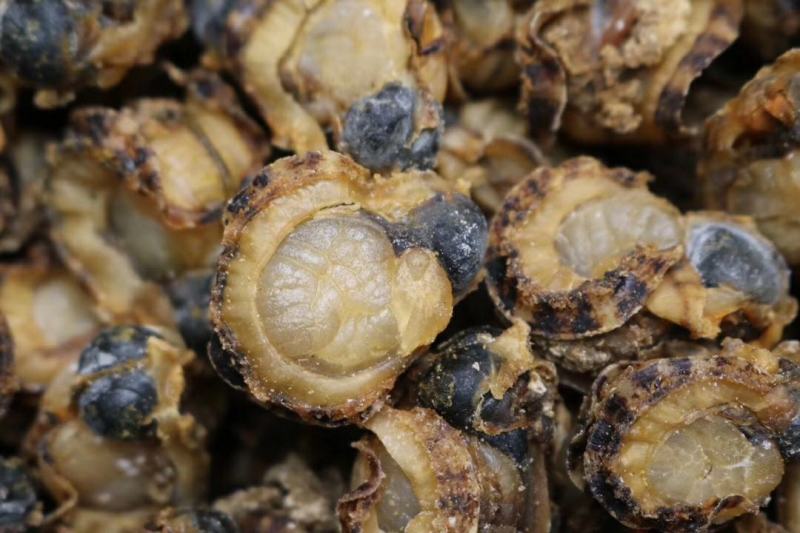 120头全贝最大号全贝扇贝肉干新鲜干度好量大优惠