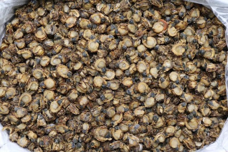 120头全贝最大号全贝扇贝肉干新鲜干度好量大优惠
