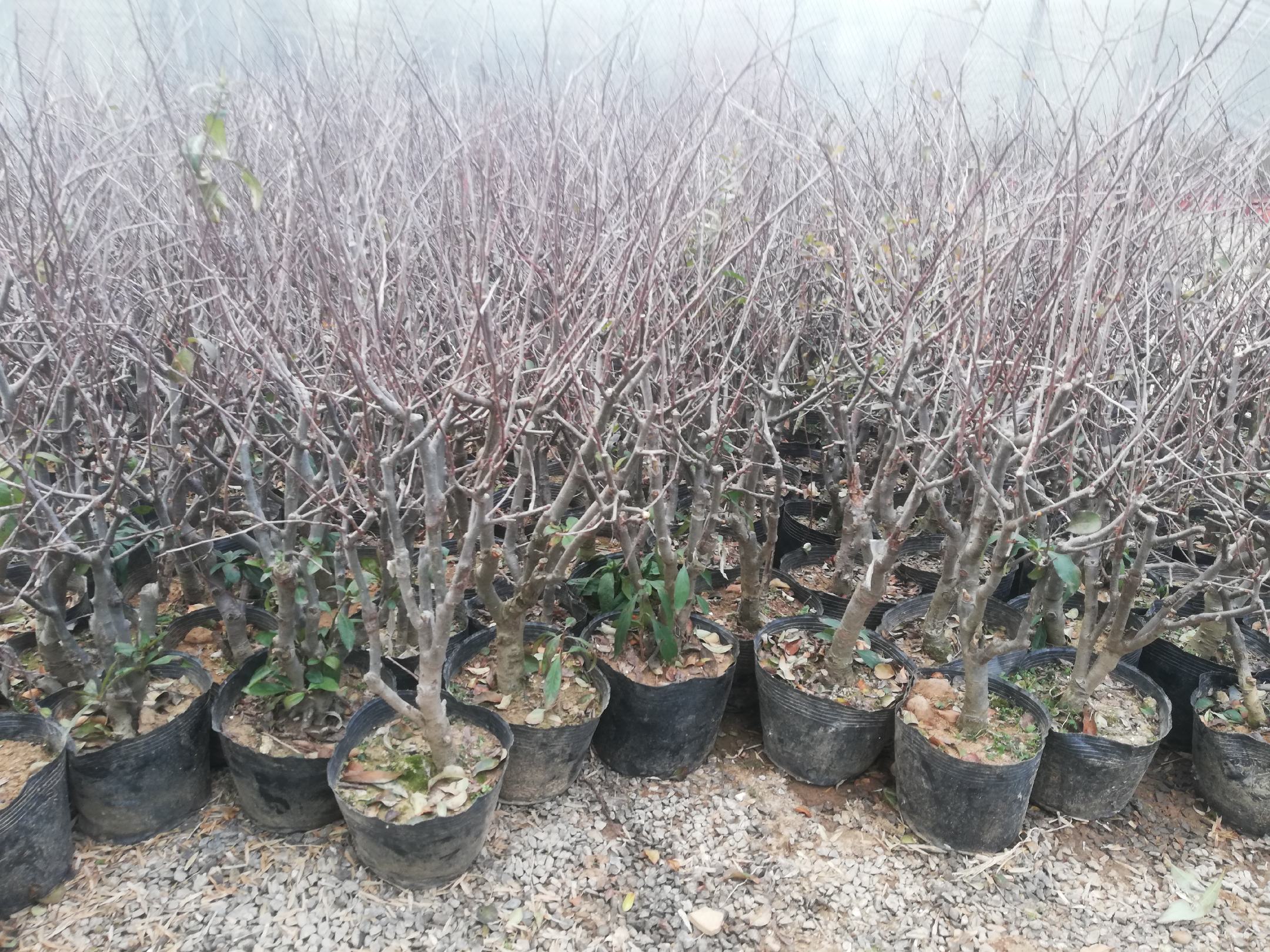 木瓜海棠植株与果实特写