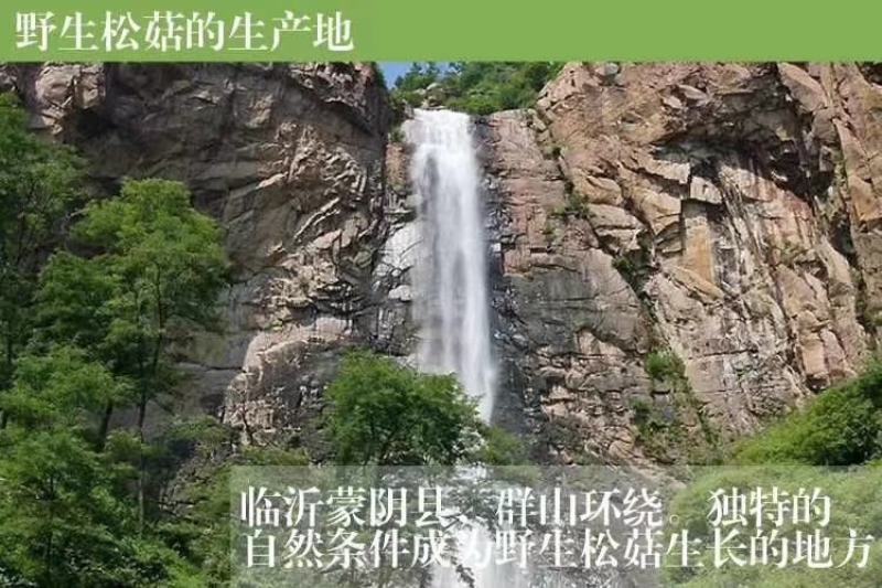 正宗蒙山松菇，俗称山蛾子，数量有限营养美味先到先得