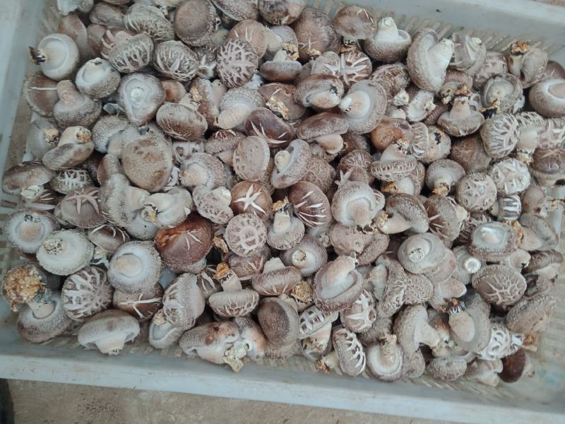 808鲜香菇产地直销量大从优可视频看货价格随行就市