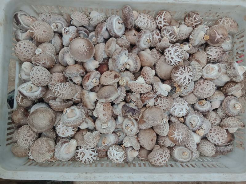 808鲜香菇产地直销量大从优可视频看货价格随行就市