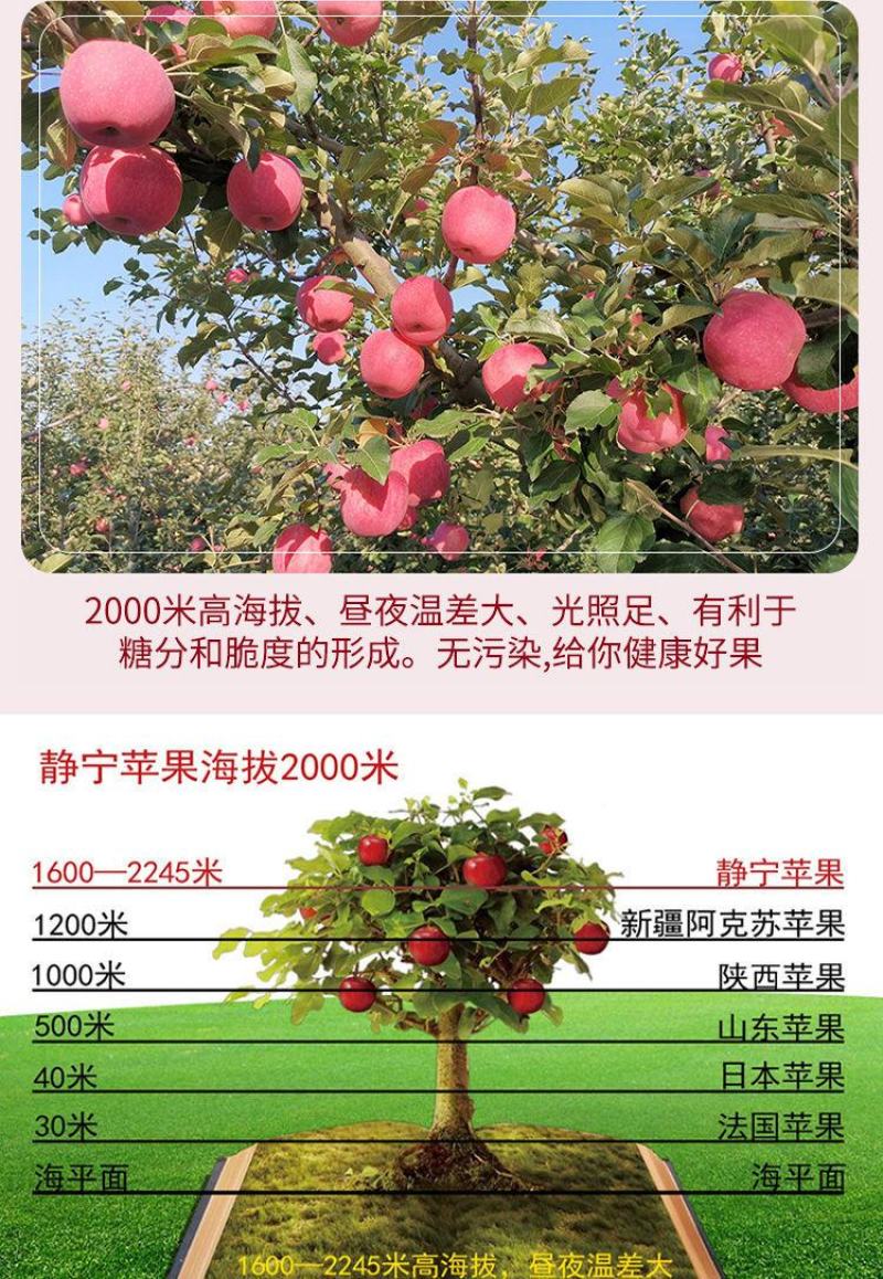 苹果红富士苹果静宁苹果有机红富士苹果地方特别
