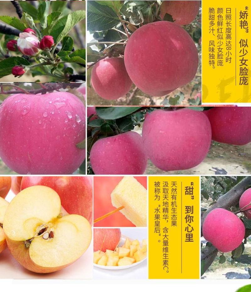 苹果红富士苹果静宁苹果有机红富士苹果地方特别