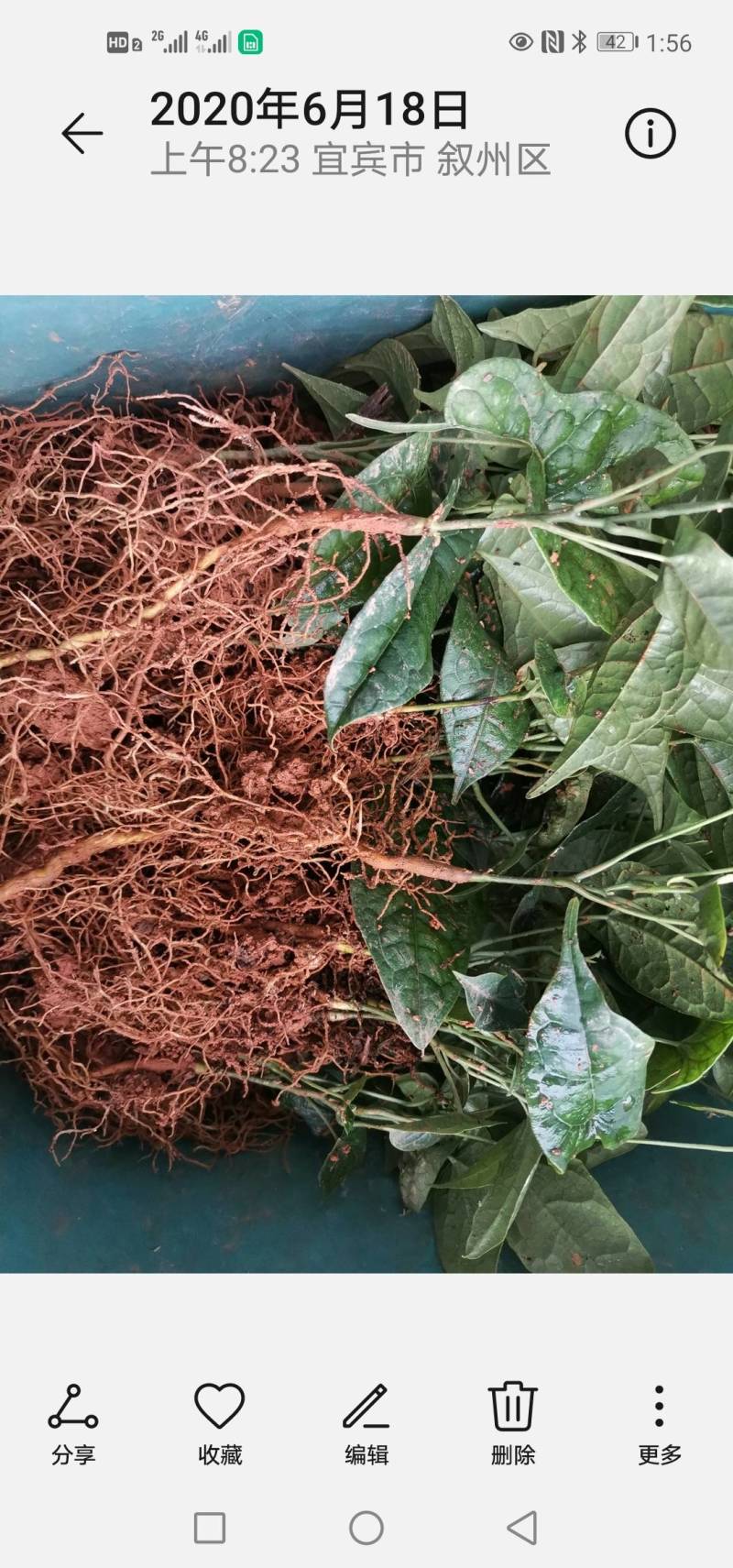 地苦胆种苗金果榄种苗