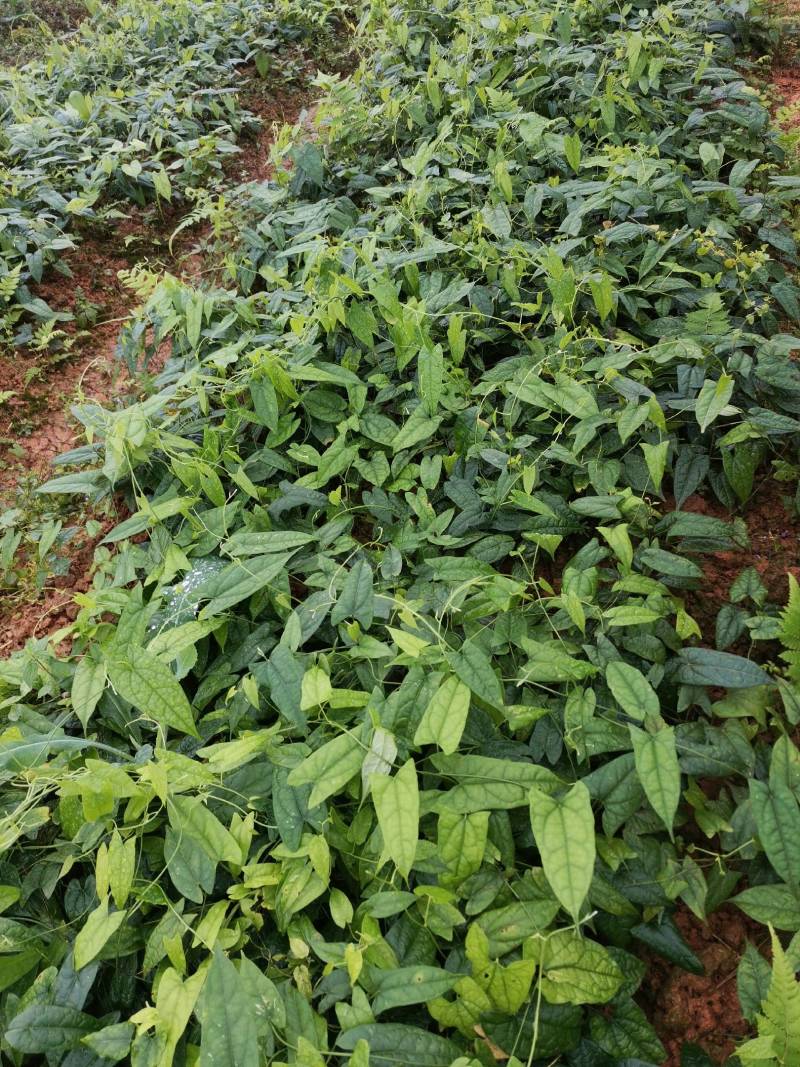 地苦胆种苗金果榄种苗