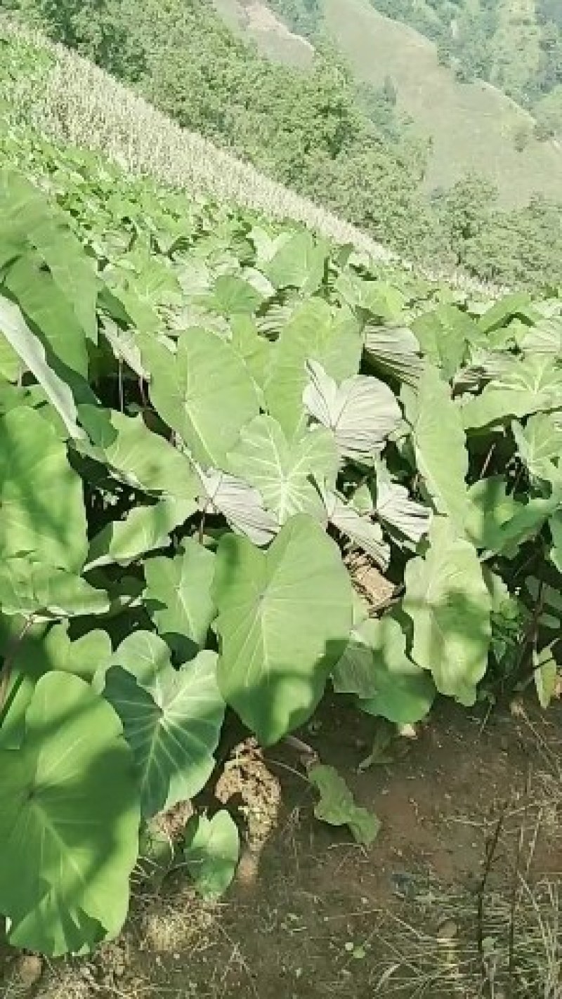 高山红芽芋大量上市中有需要的联系我