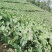 高山红芽芋大量上市中有需要的联系我