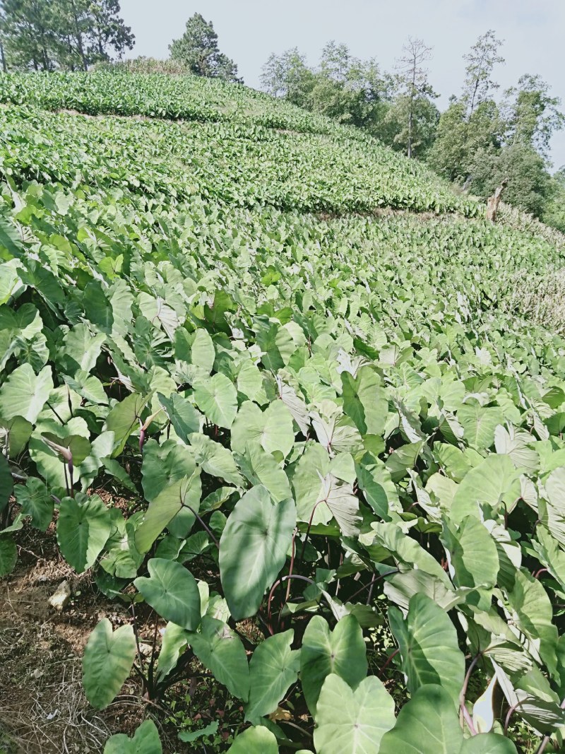 高山红芽芋大量上市中有需要的联系我
