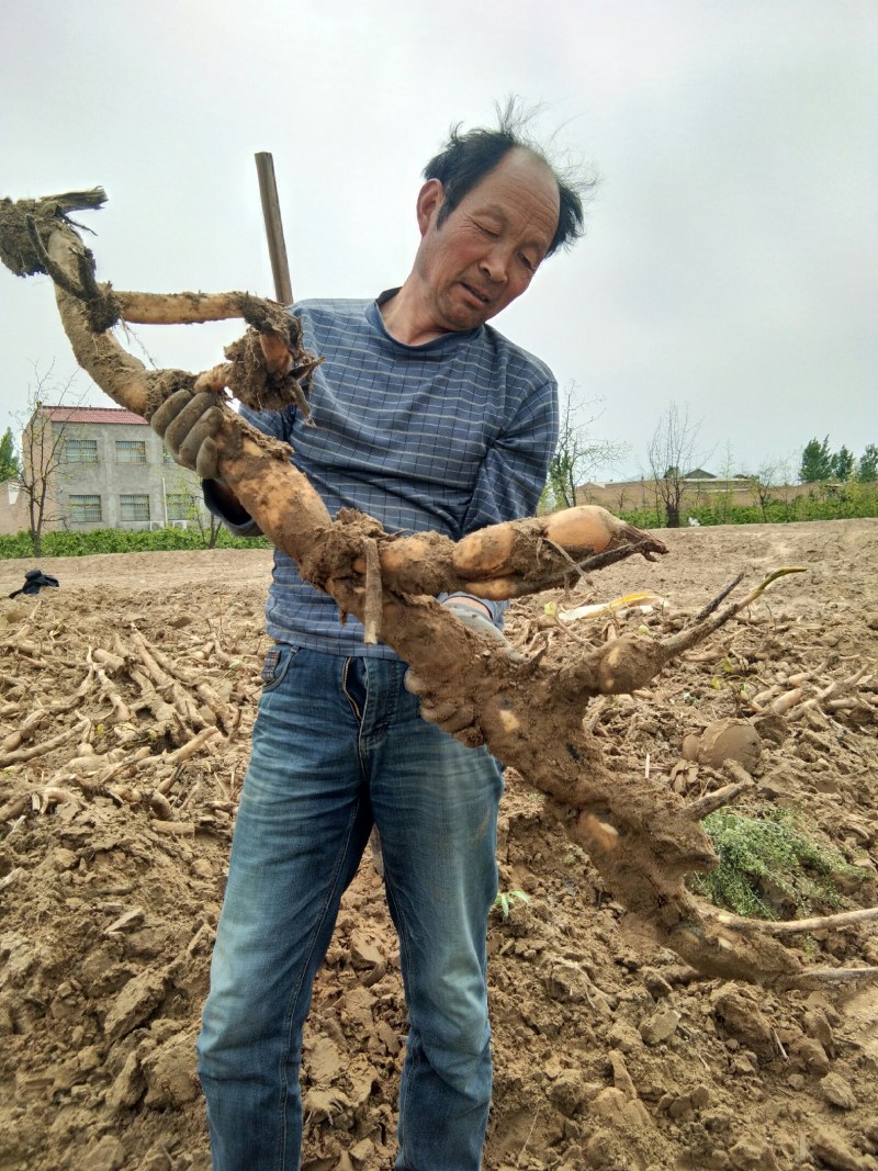 正宗沙窝窝九孔莲藕（口感脆爽）