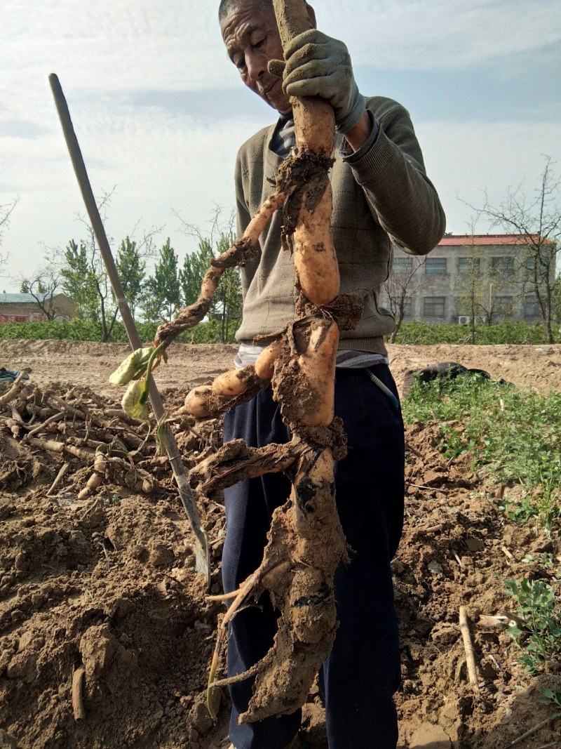 正宗沙窝窝九孔莲藕（口感脆爽）