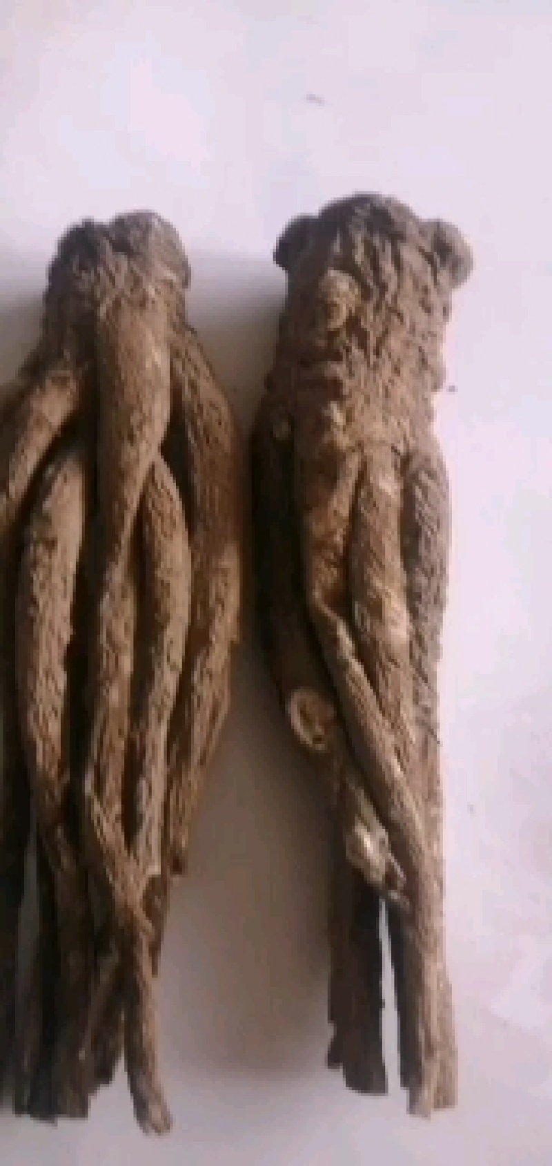 （包邮）甘肃岷县无硫大条当归当归片，产地批发质量保障