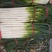 日本钢葱种子，川岛504葱白紧实茎叶粗壮不空心葱白长