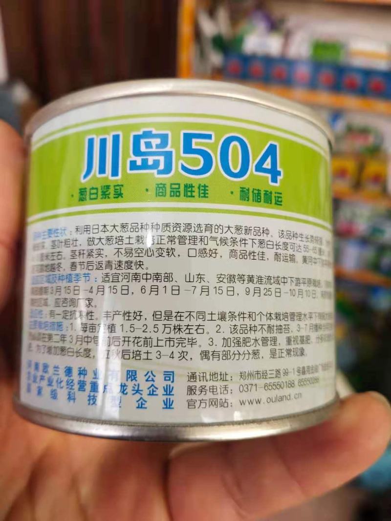 日本钢葱种子，川岛504葱白紧实茎叶粗壮不空心葱白长