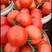 大红硬粉西红柿串果散果货源充足物流挑选一条龙服务