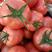 大红硬粉西红柿串果散果货源充足物流挑选一条龙服务