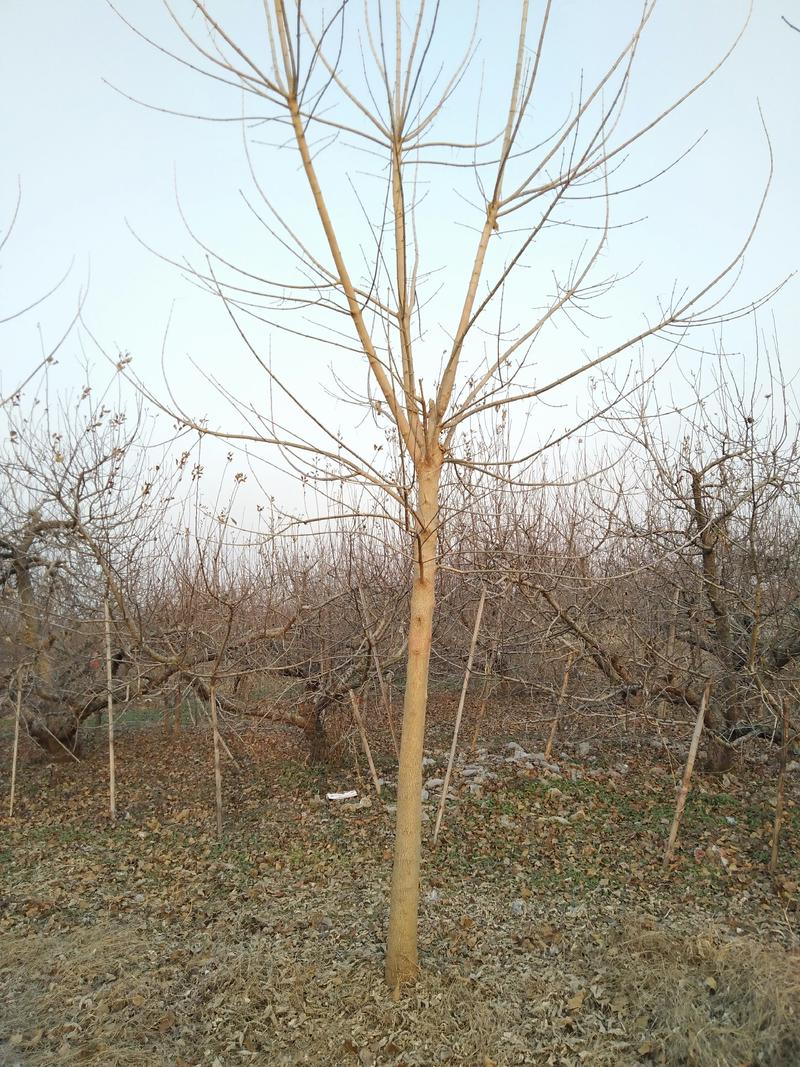 金叶复叶槭，12公分急处理，占地赔偿，包送包栽包活