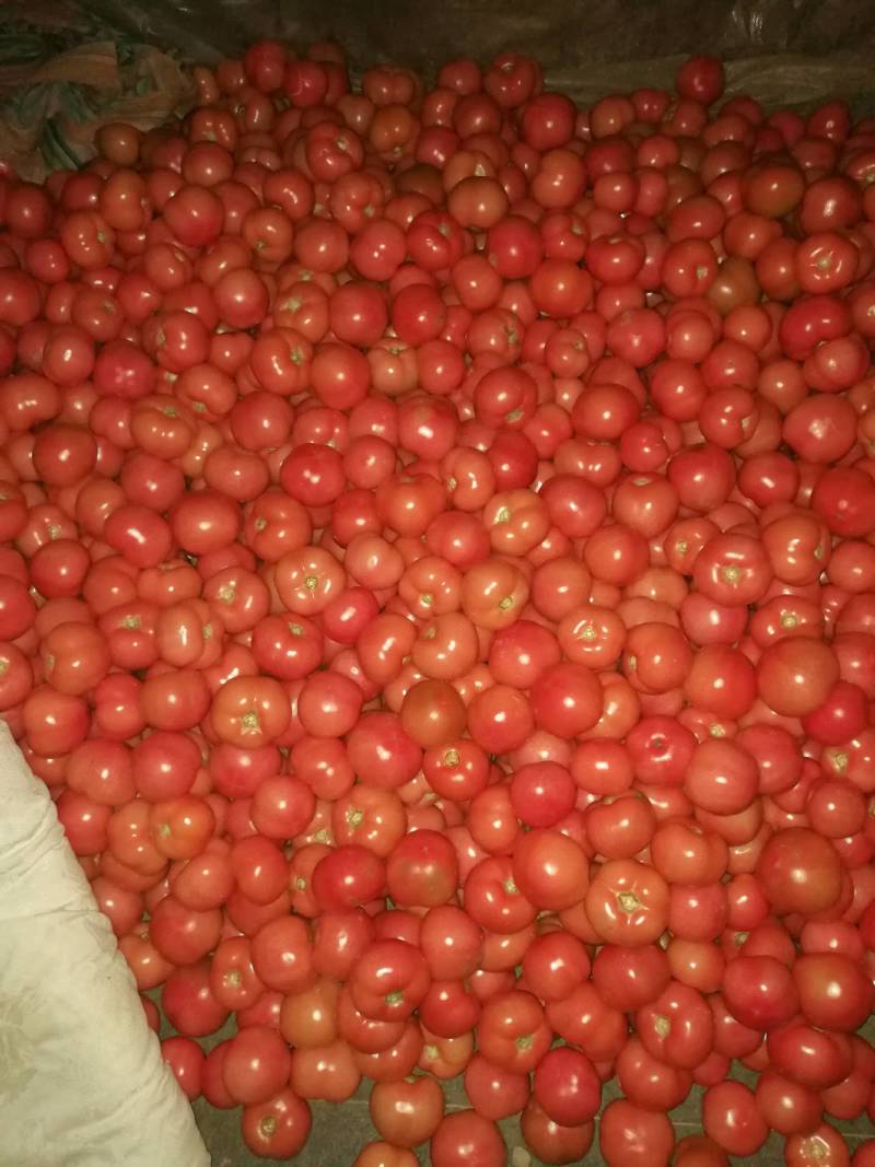 河南西红柿硬粉番茄货源充足欢迎致电有优惠