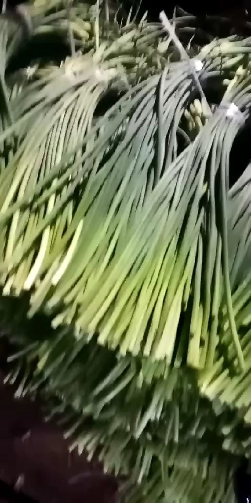 白帽蒜薹50~60厘米山东省临沂市沂水县大量供应