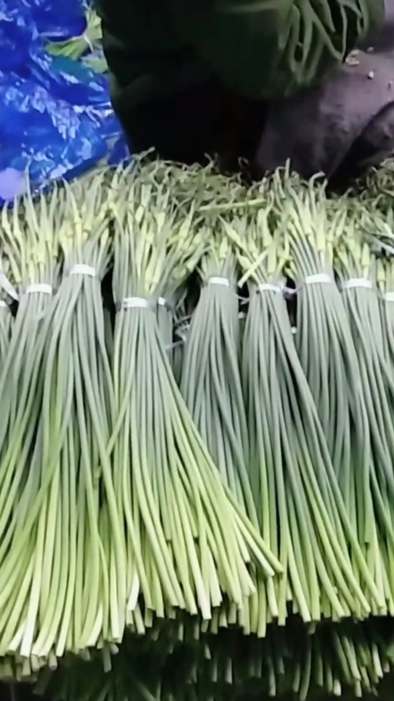白帽蒜薹50~60厘米山东省临沂市沂水县大量供应